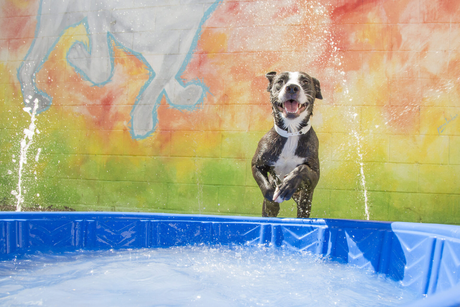 Happy pitbull mix jumping into pool